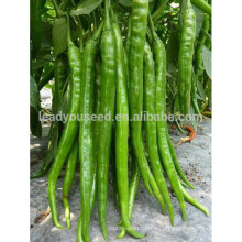 P26 Jiachang нет.3 Размер длинный зеленый гибрид острого перца семена